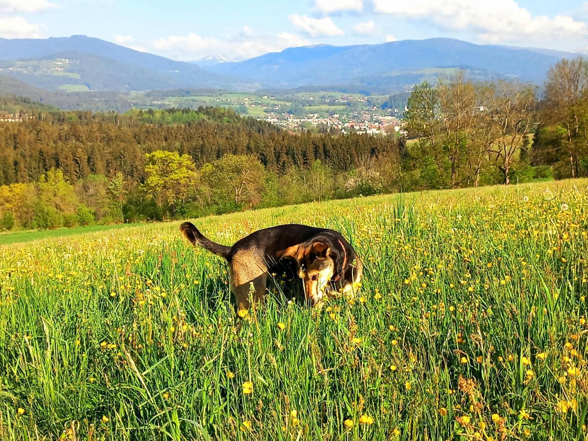 Ferienhaus Kaerntnergmiat Feldkirchen in Kärnten エクステリア 写真